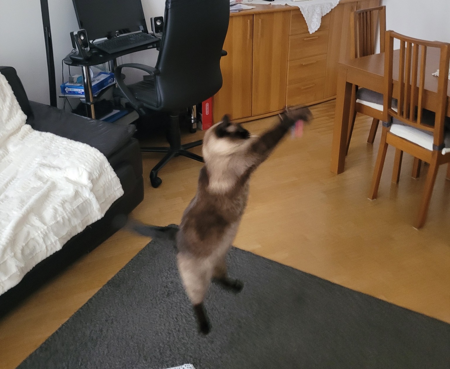 Garde de chat Carrières-sur-Seine - Jeu à domicile