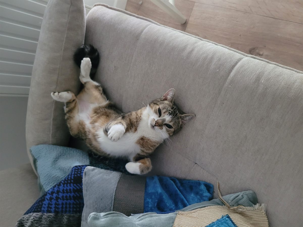 Garde de chat à domicile Chatou - ED Garde Animaux