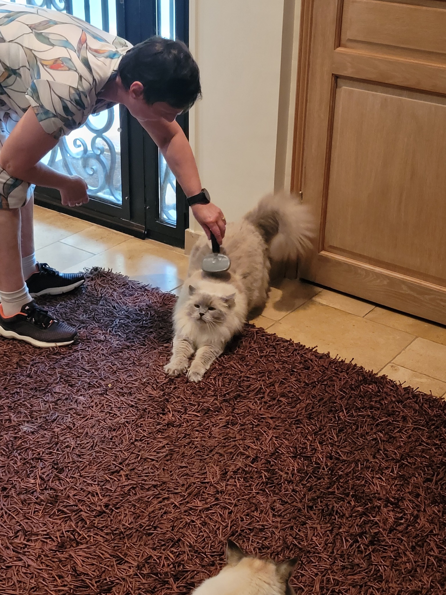 Soin et brossage chat Croissy-sur-Seine