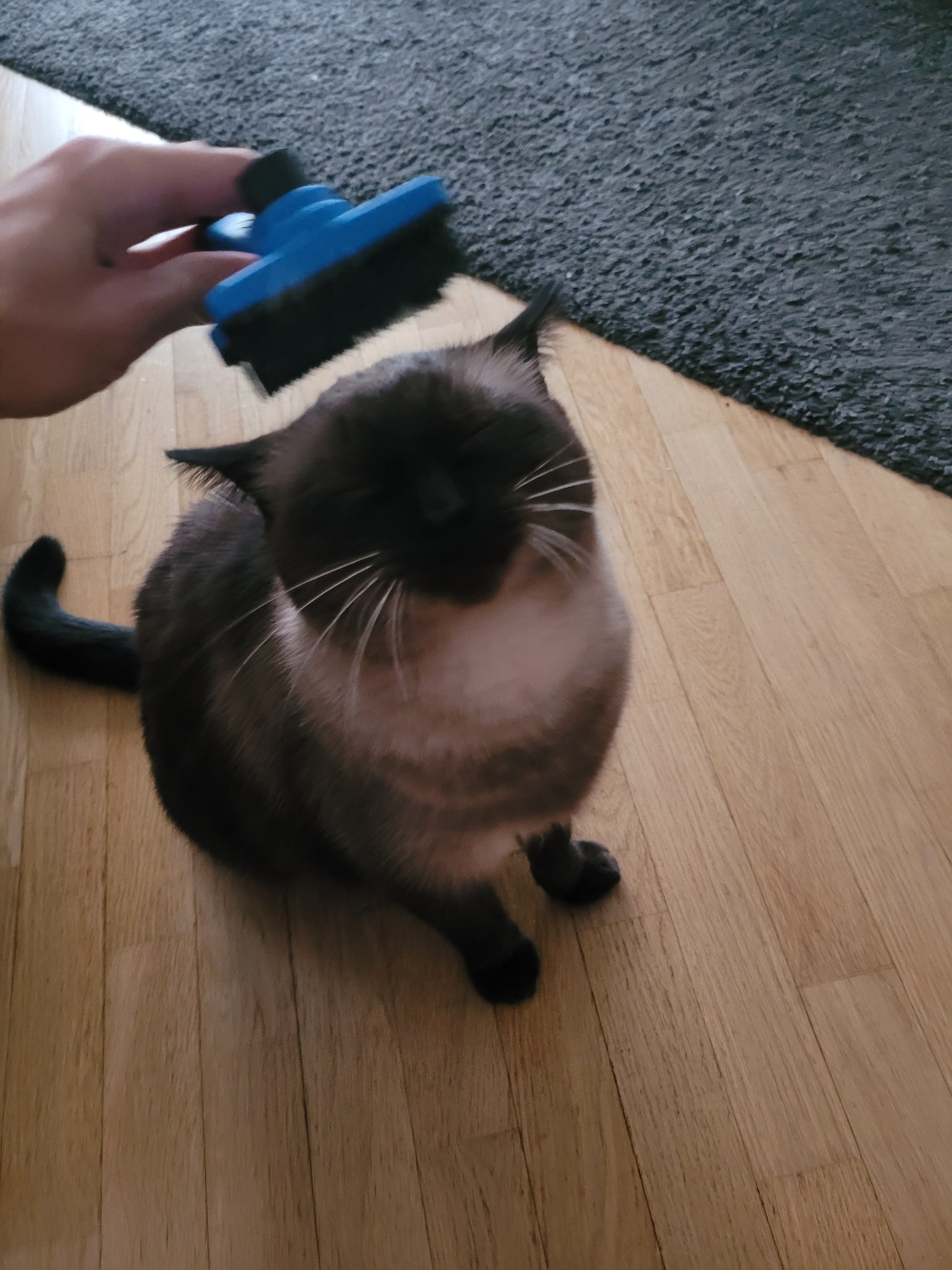 Visite à domicile chat Montesson - ED Garde Animaux