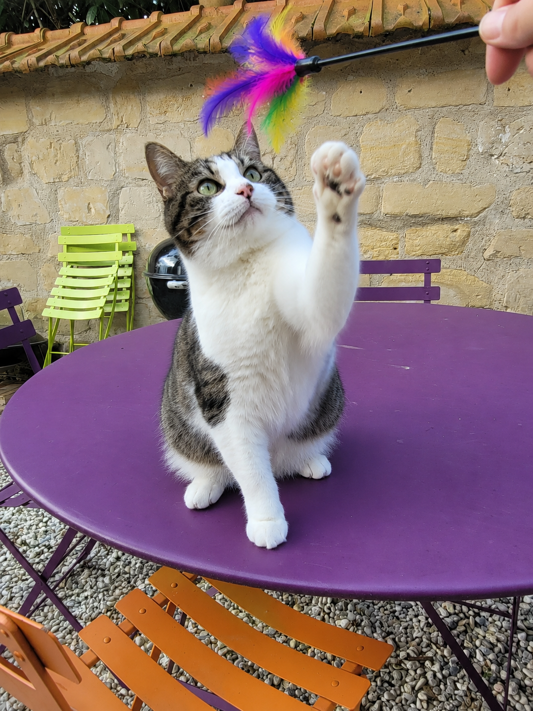 Pet sitter Le Pecq - Activités et garde de chat
