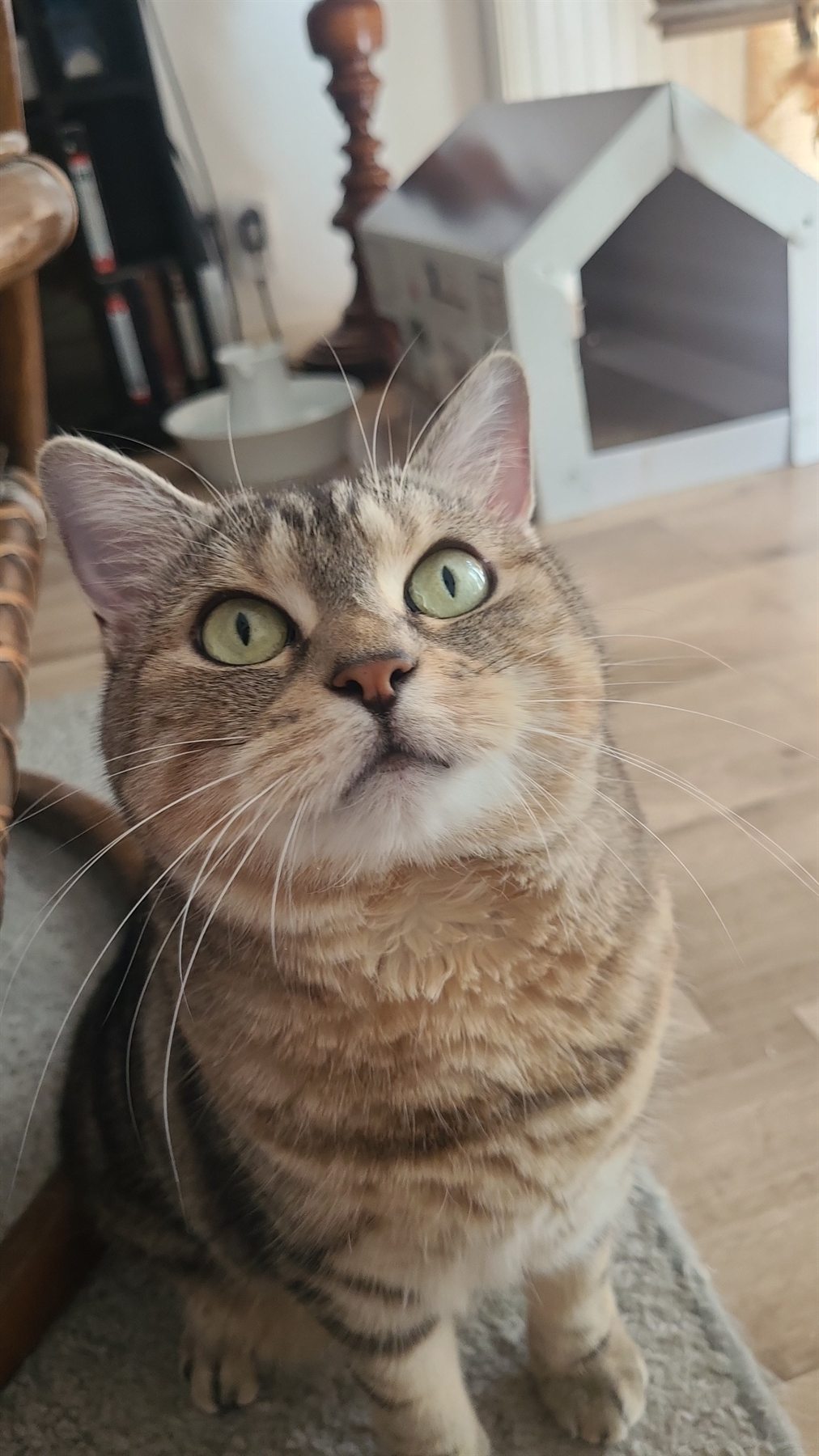 Chat à domicile pour service de pet sitting à Chatou