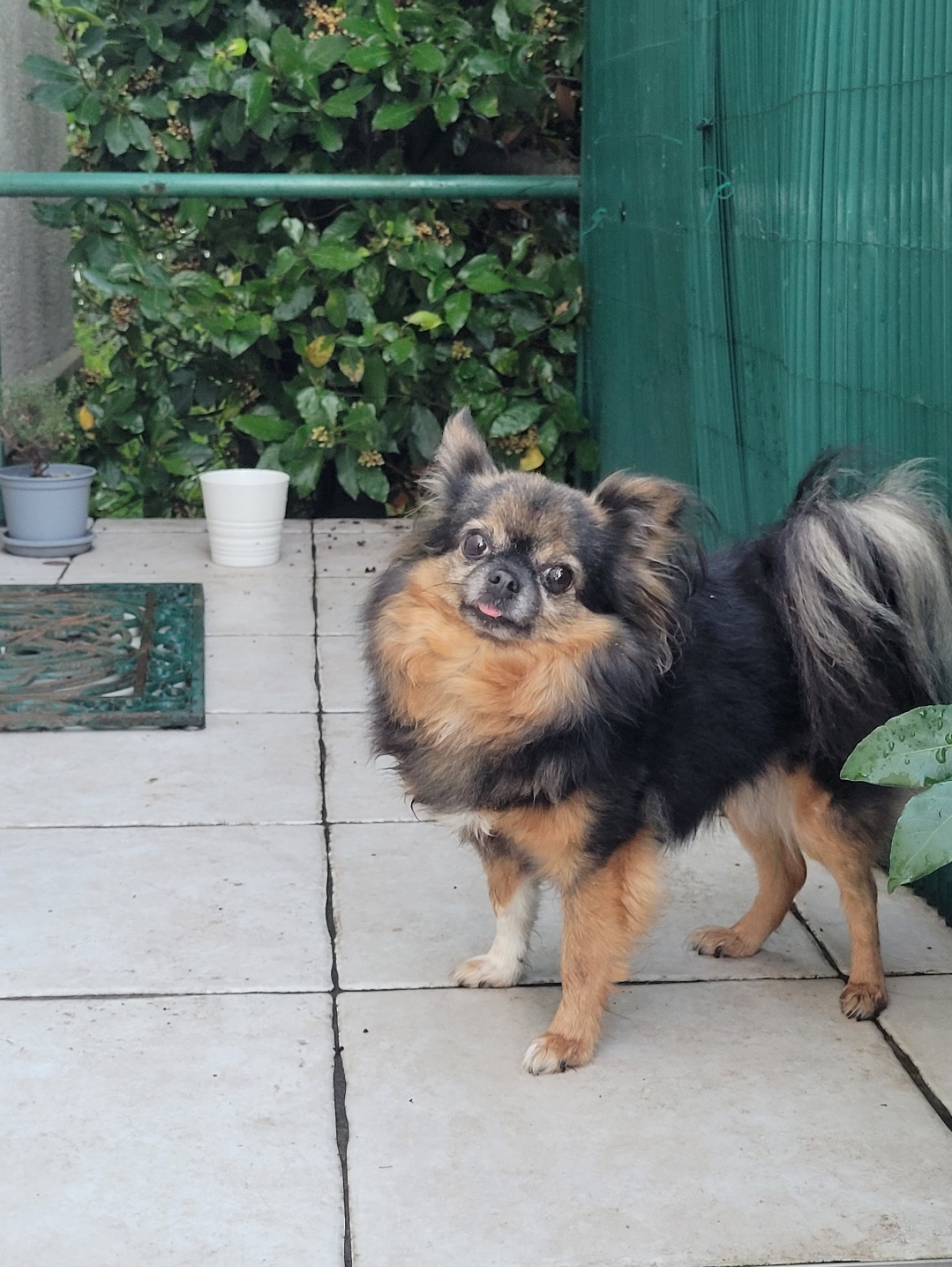 Petit chien gardé à domicile
